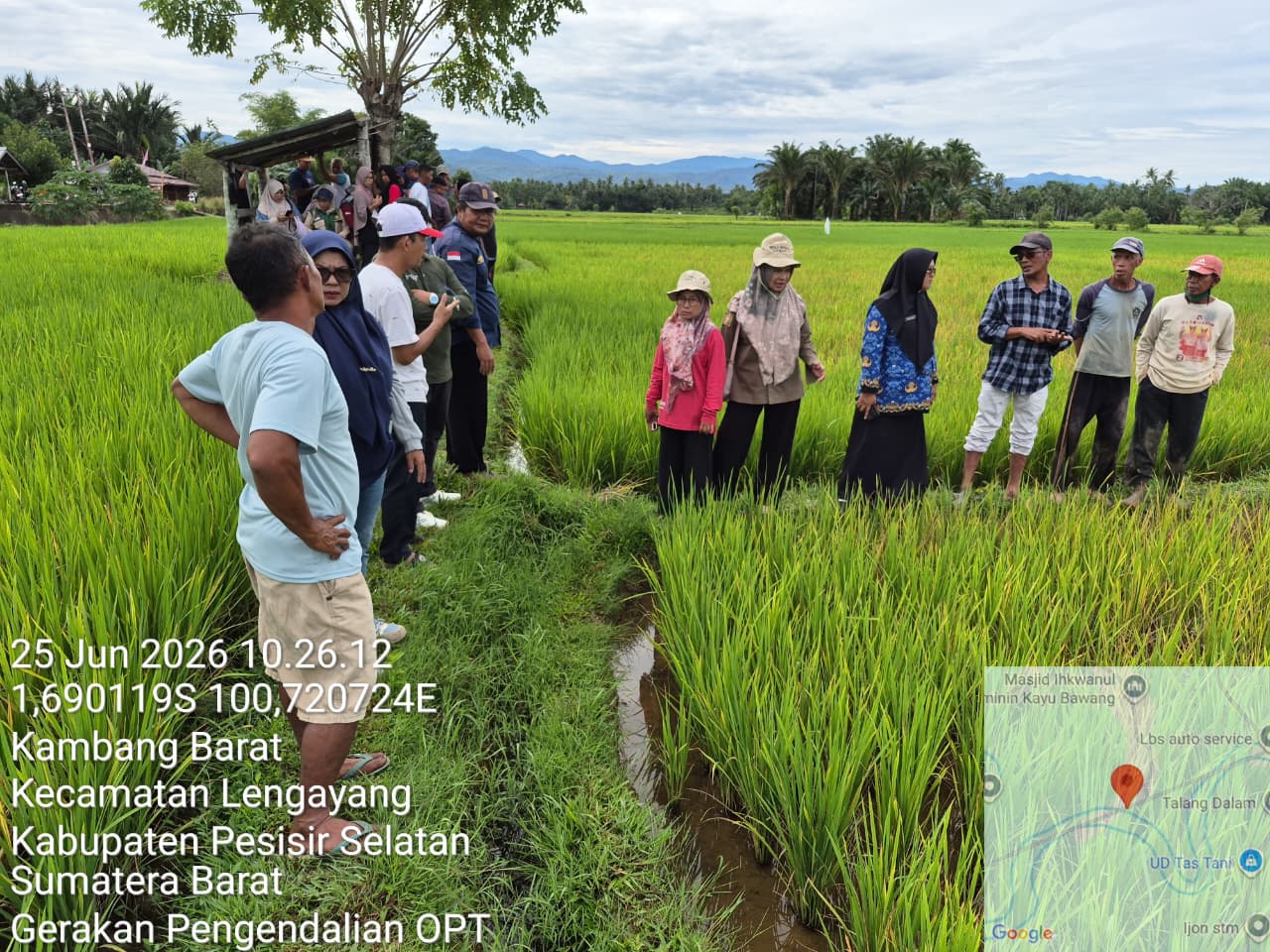 Dinas Pertanian Pesisir Selatan Gerak Cepat Kendalikan Serangan Hama Wereng di Kambang Barat